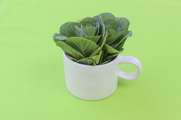 White Canvas Mug - 4 Piece Set